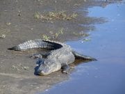 How Alligators Keep Warm