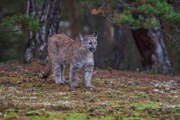An Endangered Florida Panther (Cougar)