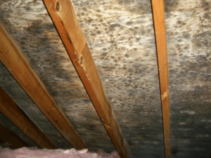 Mold in Attic at Roof