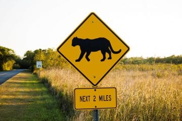 A Bobcat Warning Sign On A Road In Florida
